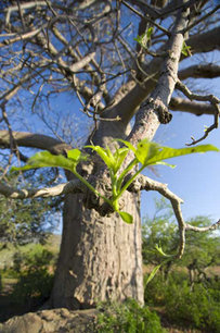 Baobab7-2-845ea.jpg